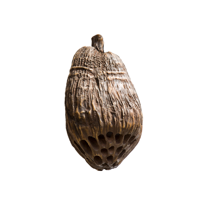 Rockustics COCONUTZ Outdoor Speaker