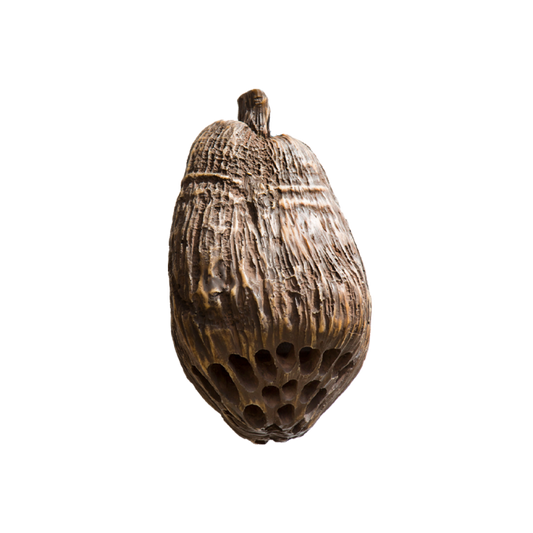 Rockustics COCONUTZ Outdoor Speaker